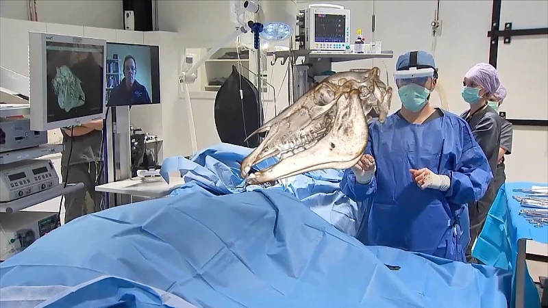 Paardenkliniek in Bree opereert als eerste in de wereld met augmented reality