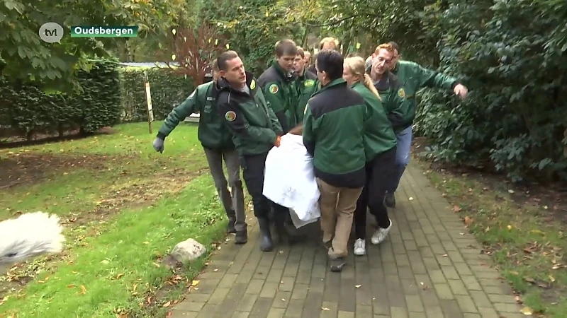 Beren uit Natuurhulpcentrum vertrekken naar Dublin