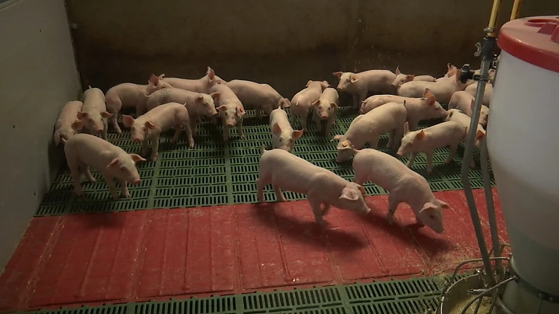 Veehouder Haesen reageert op beschuldigingen rond komst kippenkwekerij