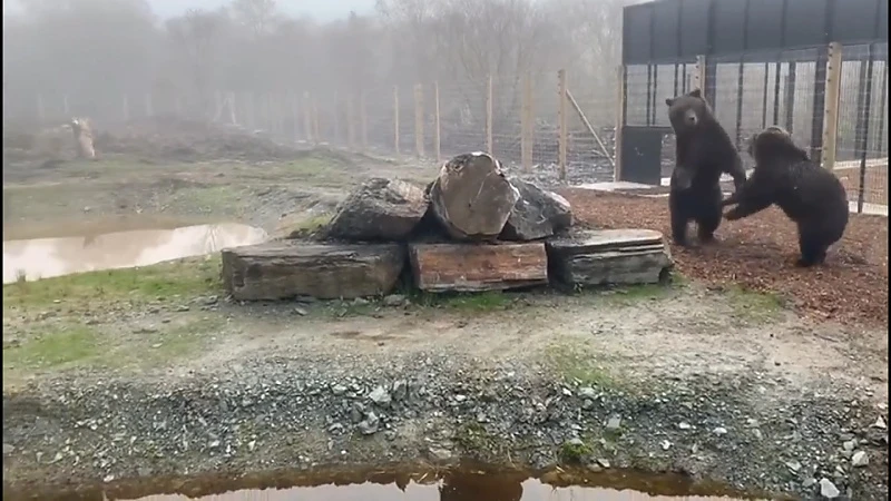 Beren uit het Natuurhulpcentrum voelen zich meteen thuis in Ierland