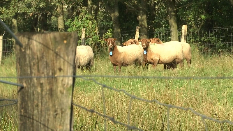 "Bescherm je schapen tegen de wolf deze winter"