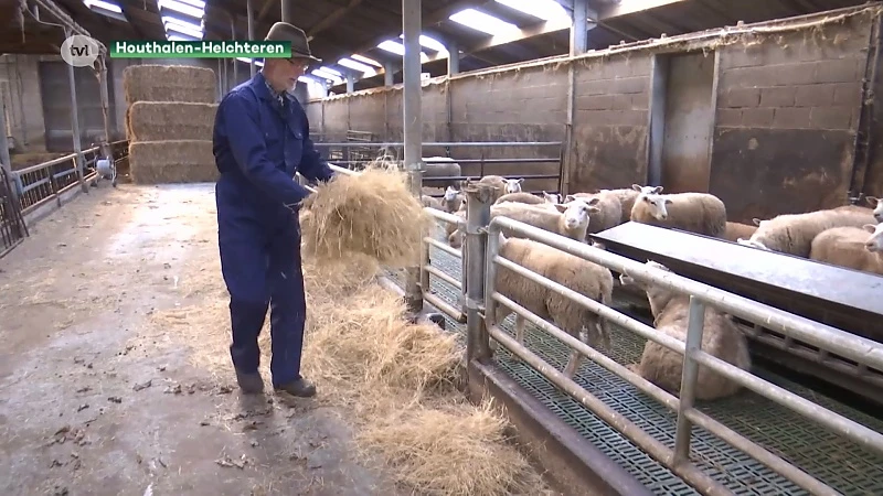 Schapenboer wil dat maatregelen tegen wolf 100% worden terugbetaald
