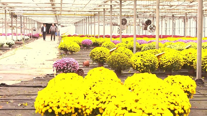 Chrysantenfeest