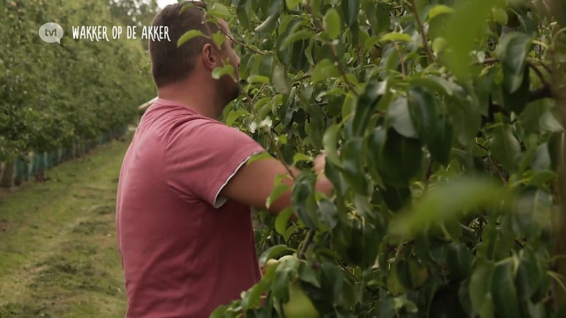Fan van Limburg: 31 oktober 2019