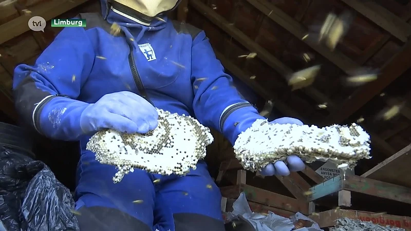 Nog steeds veel muggen en wespen actief. Brandweer krijgt nog tientallen oproepen per dag.