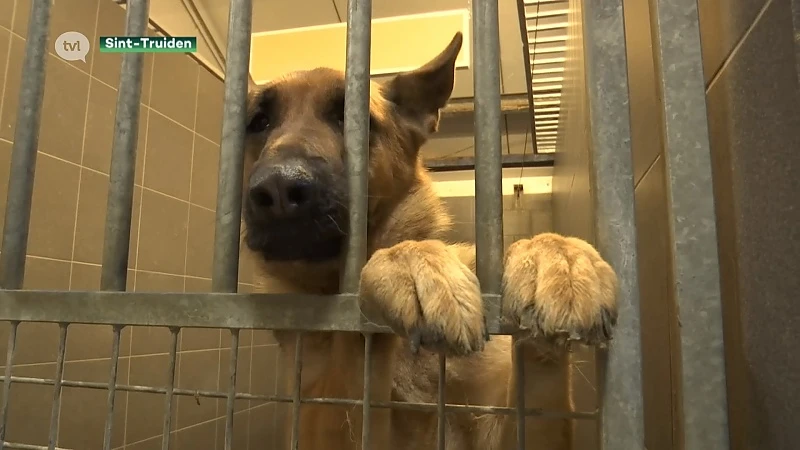 Dierenasiel Sint-Truiden zoekt gemotiveerde pleeggezinnen voor honden en katten