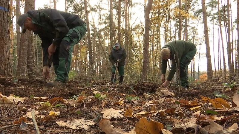 35.000 nieuwe bomen in Zutendaalse bossen