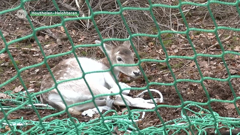 Natuurhulpcentrum vangt damherten die voor overlast zorgen in Houthalen