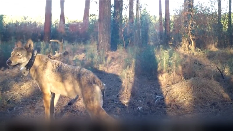 Onderzoeksrechter aangesteld in onderzoek naar doders van wolvin Naya