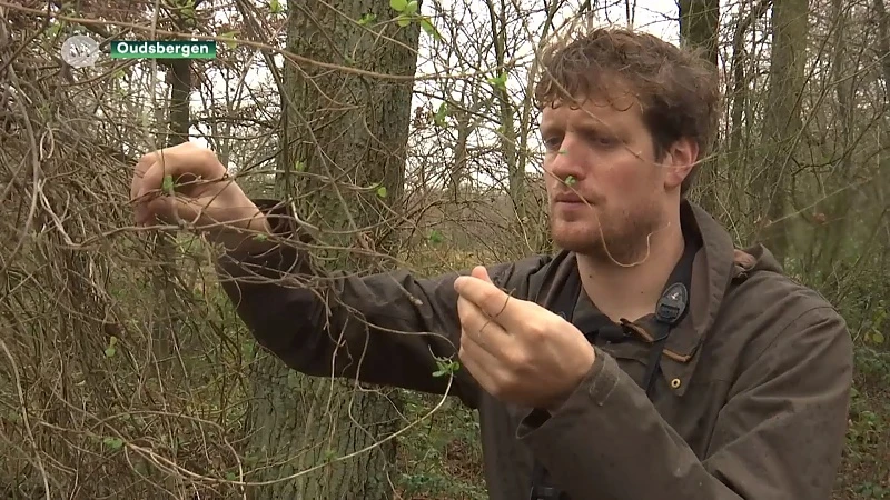 De natuur ontwaakt nu al door het warme weer