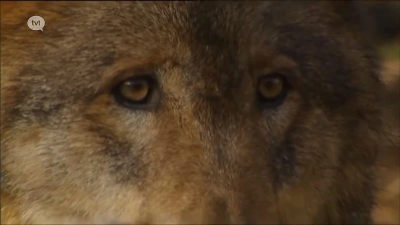 TVL Jaaroverzicht: Wolvin Naya