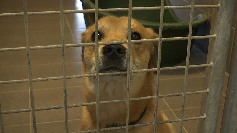 Voor het eerst Vlaams geld voor dierenasielen
