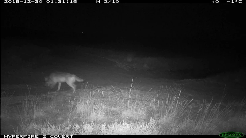 Wolf August heeft mogelijk een lief