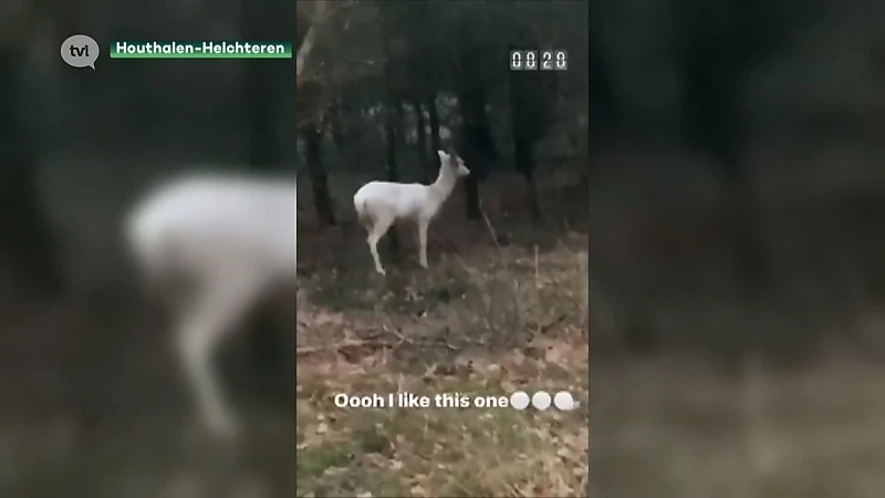 Natuurhulpcentrum op zoek naar wit damhert in de buurt van Molenheide