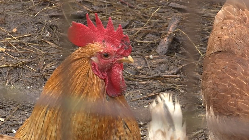 28 vechthanen gedood na inbeslagname