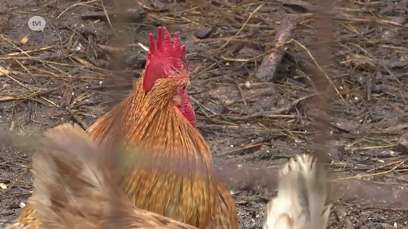 TVL Nieuws, 19 januari 2020