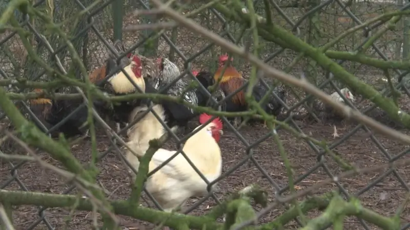 "Hanenkweker" uit Hoeselt veroordeeld tot 8.000 euro boete voor hanengevecht