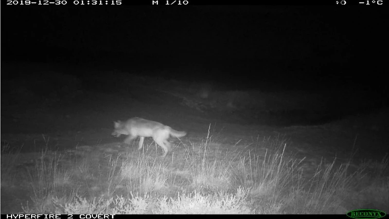 Wolvin Noëlla komt net als August uit Duitsland