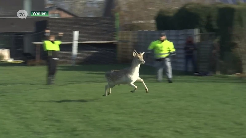Zuid-Limburg heeft met ARS eigen dierenambulance