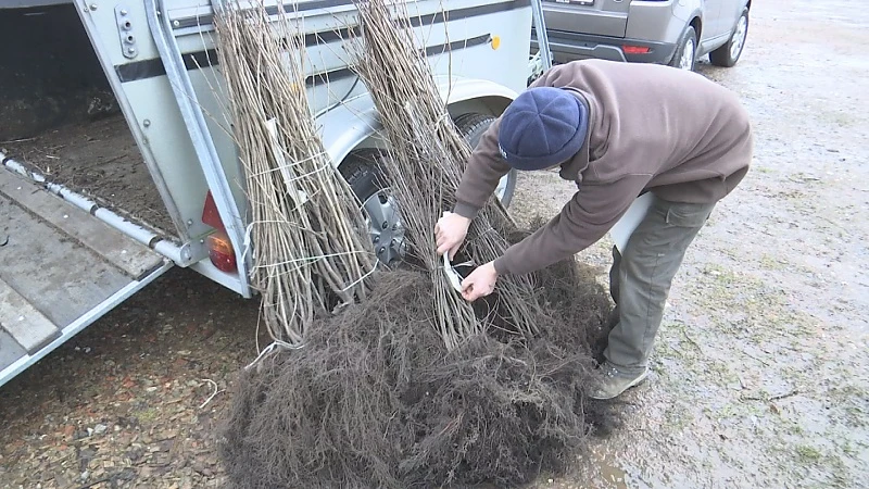 Limburgse jagers planten bijna 14.000 hagen en bomen