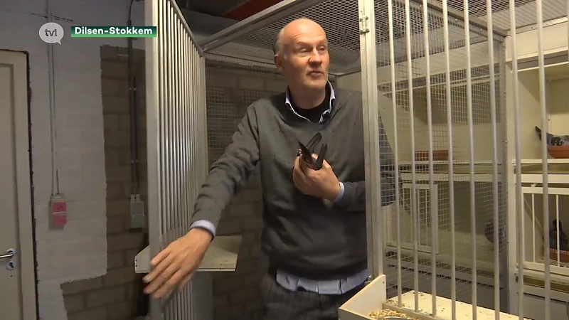 Duivenmelkers willen minder roofvogels in Limburg