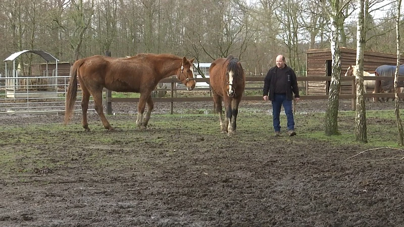 Vogel- en Zoogdierenopvangcentrum vangt 40 paarden op