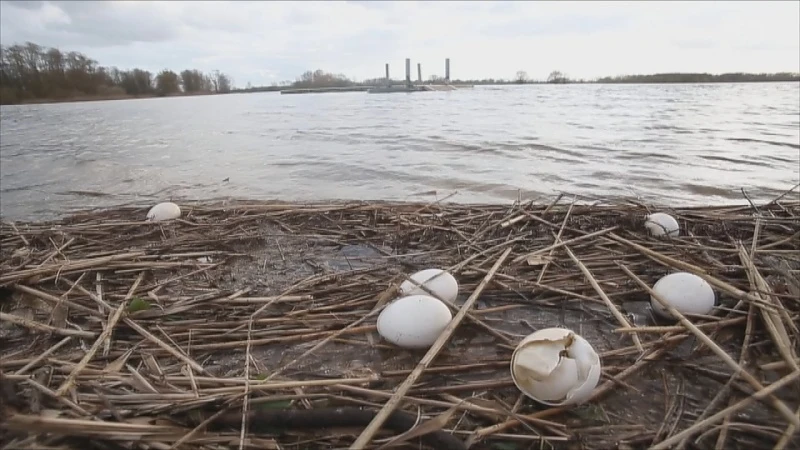 Oevers Schulensmeer overspoeld door ganzeneieren