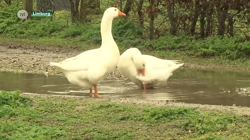 Grondwaterpeil is weer op niveau, behalve in Zuid-Limburg