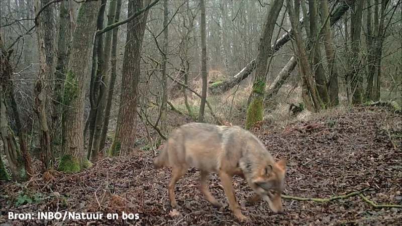Vijf jaar cel voor wie Limburgse wolf vermoordt