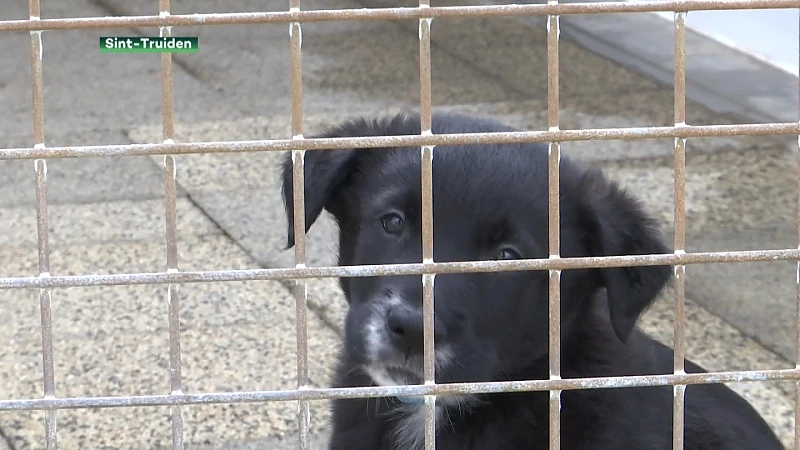 Goed nieuws voor dierenasielen: vrijwilligers weer welkom