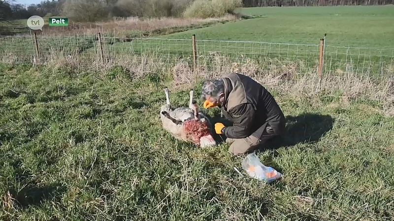 Zes schapen doodgebeten in Peltse weide