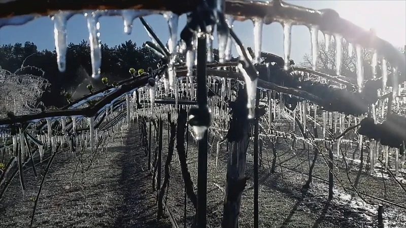 Fruitsector besproeit jonge scheuten om ze tegen vrieskou te beschermen