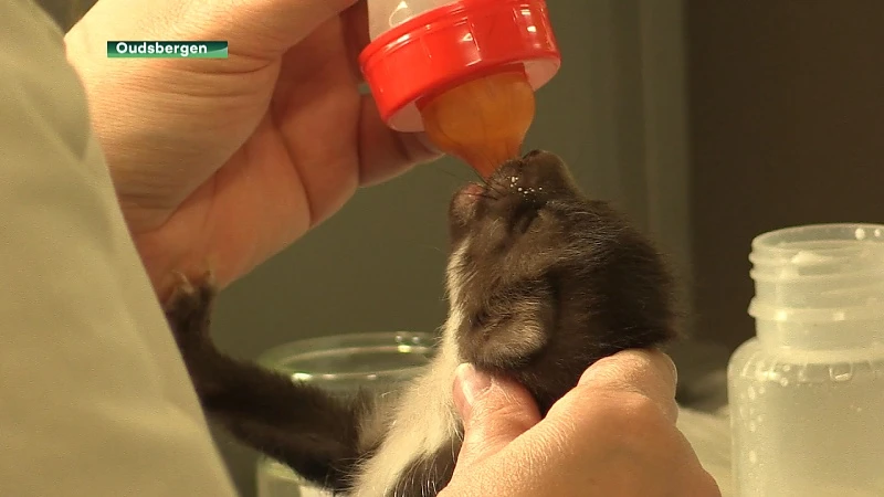 Natuurhulpcentrum ziet toestroom jonge dieren dalen door corona
