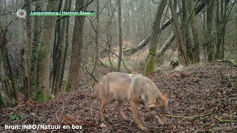 Limburgse wolf gespot aan Kamperbaan in Hechtel