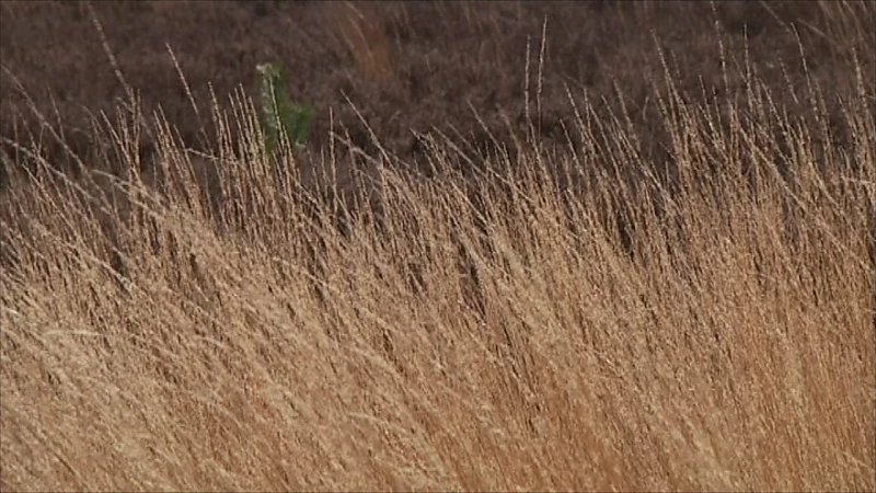 Code rood voor brandgevaar in Limburgse bossen