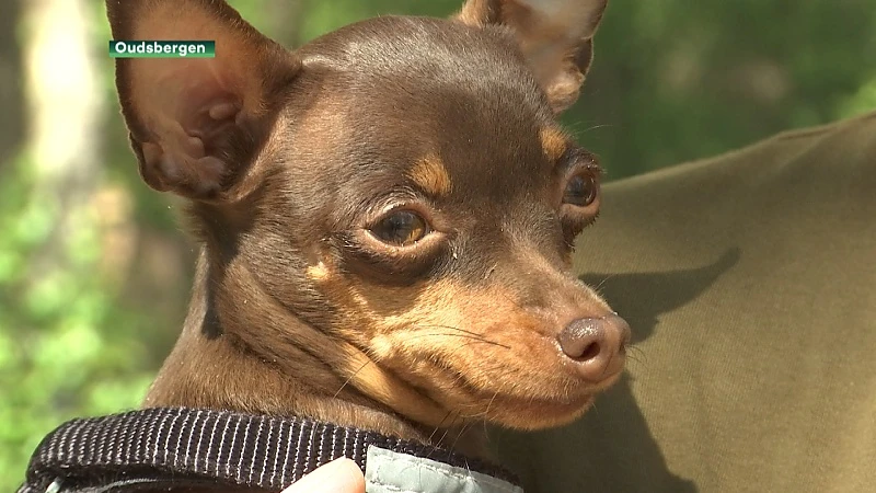 Vrouw krijgt toestemming van minister Weyts voor zoektocht naar vermiste hond