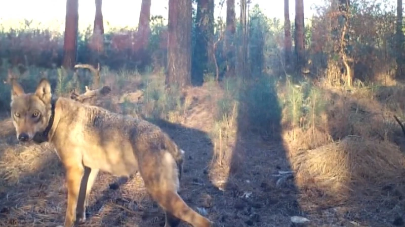 4 miljoen euro boete en 5 jaar gevangenis voor doden wolf