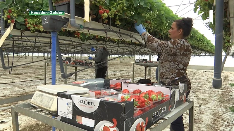 Aardbeienteler uit Heusden-Zolder vult tekort aan seizoensarbeiders creatief op
