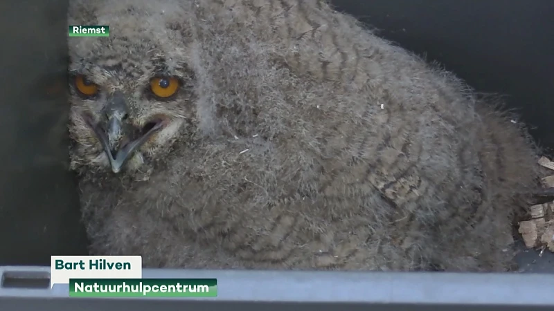 Natuurhulpcentrum haalt alles uit de kast om oehoe te redden in Riemst