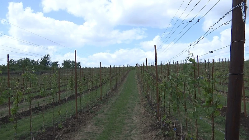 Limburgse wijnbouw heeft nauwelijks last van droogte