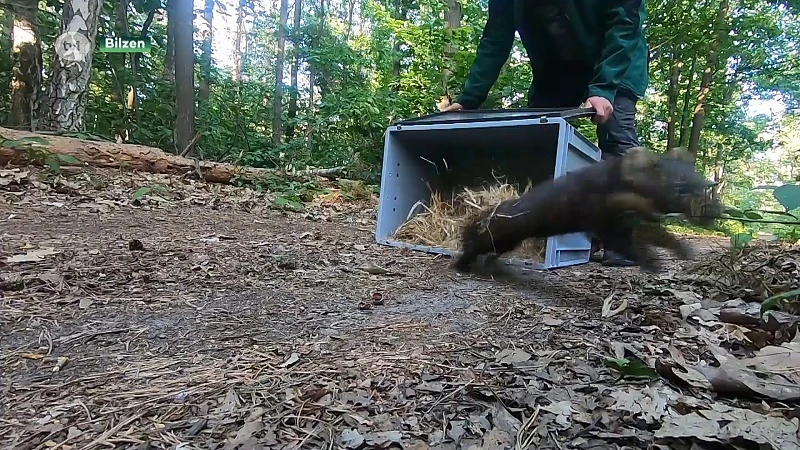 Natuurhulpcentrum zet voor het eerst een boommarter terug in de natuur