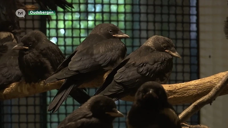 Natuurhulpcentrum roept op om jonge kauwen met rust te laten en ze niet binnen te brengen
