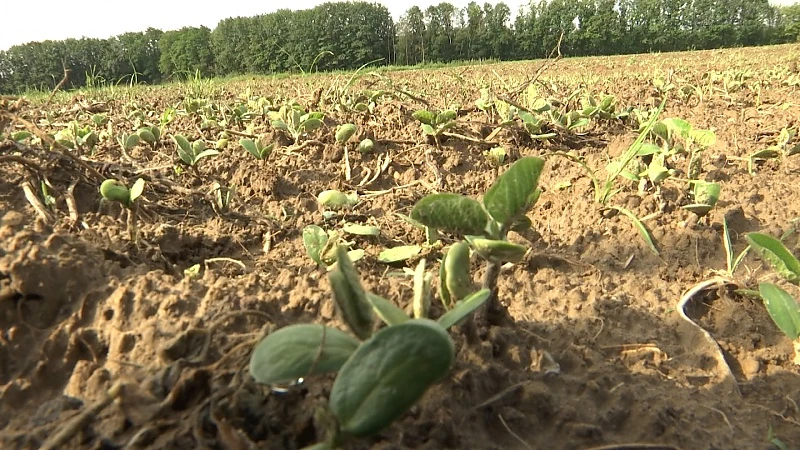 Biologische soja in Diepenbeek