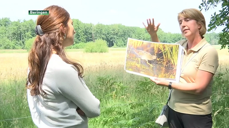 Vier miljoen voor herstel Vallei van de Zwarte Beek