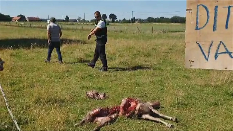 Schapen doodgebeten in Oudsbergen