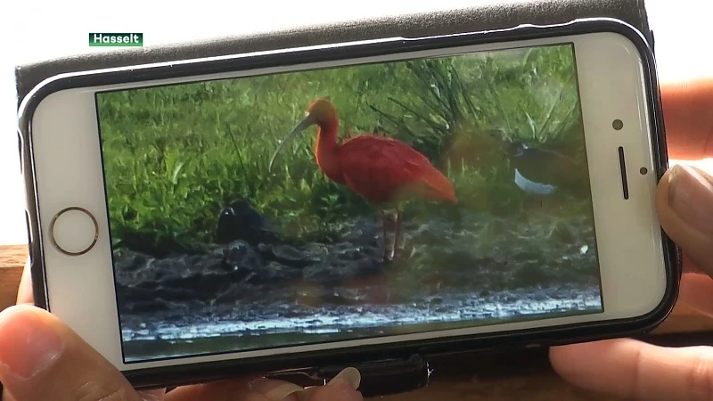 Rode Ibis die waarschijnlijk uit Planckendael ontsnapte verblijft nu op abdijsite Herkenrode