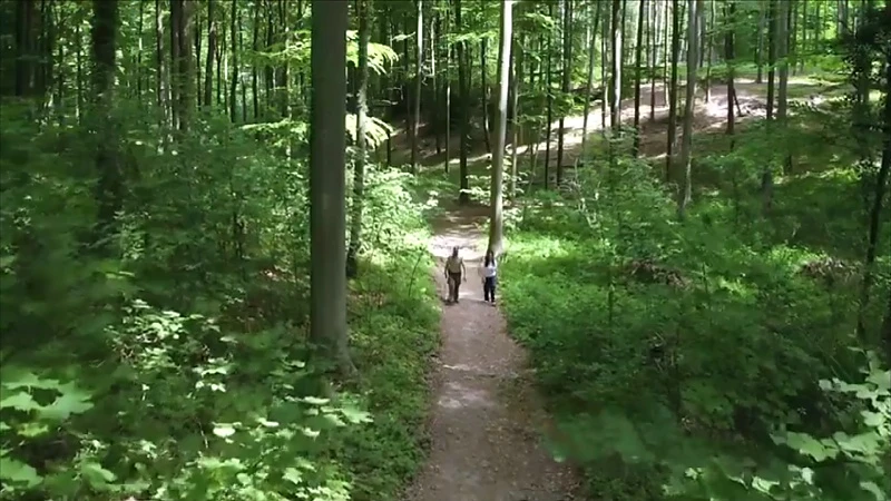 Gemeenten moeten gemiddeld 2,5 hectare meer bos aanleggen