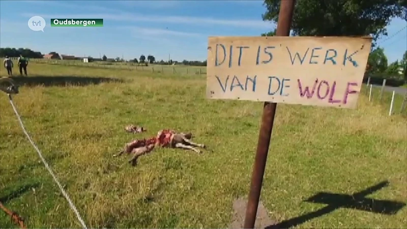 Welkom Wolf: "Beperk schadevergoedingen voor schapenhouders in wolvengebied in tijd"