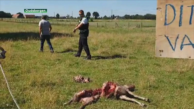 Opnieuw schaap doodgebeten in Meeuwen