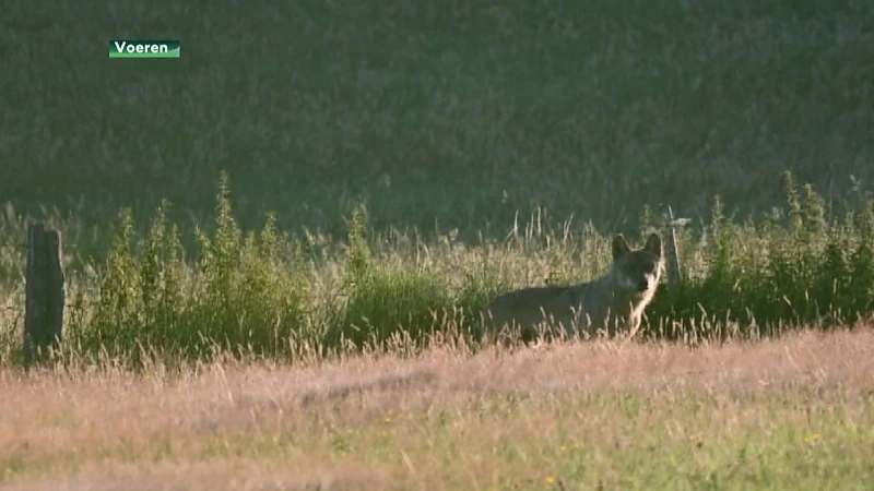 Kempische wolf Billy gefotografeerd in Voeren